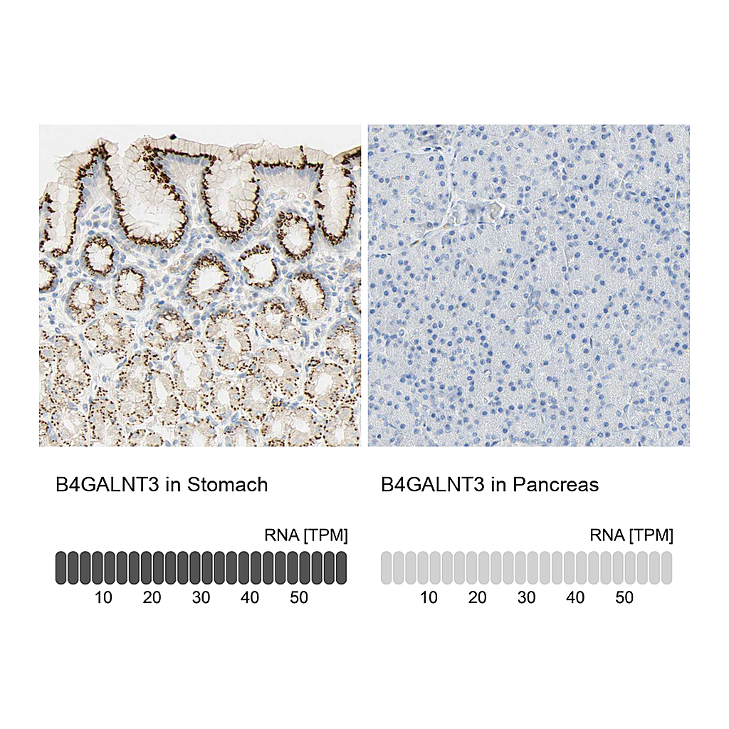 Atlas Antibodies Anti-B4GALNT3 Antibody