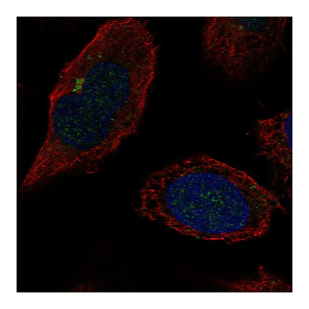 Atlas Antibodies Anti-B4GALT2 Antibody