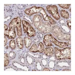 Atlas Antibodies Anti-B4GALT4 Antibody
