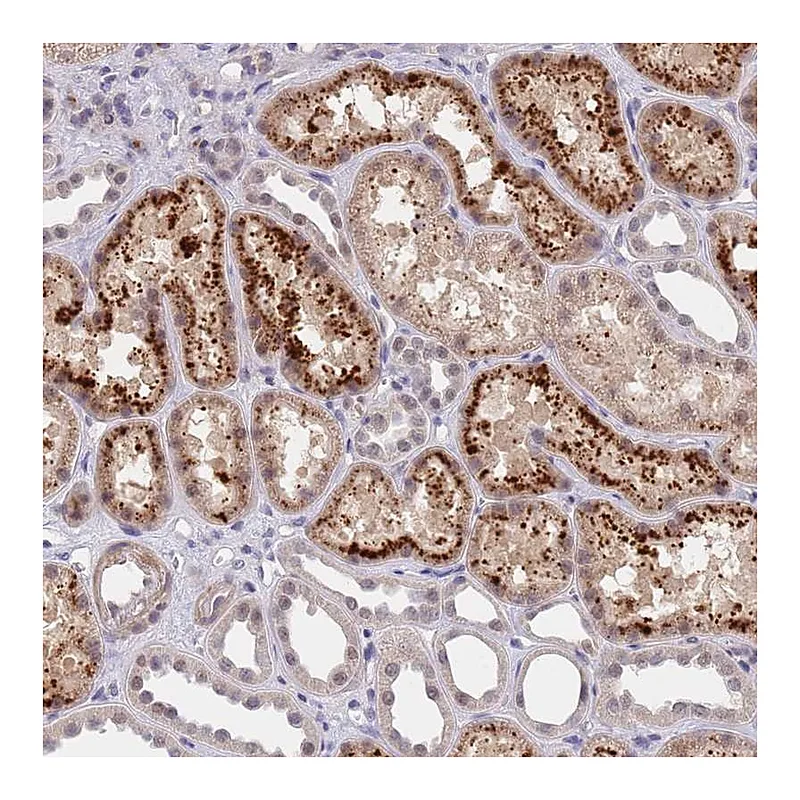 Atlas Antibodies Anti-B4GALT4 Antibody