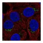 Atlas Antibodies Anti-B4GALT4 Antibody