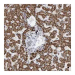 Atlas Antibodies Anti-B9D1 Antibody
