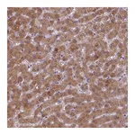 Atlas Antibodies Anti-BAAT Antibody