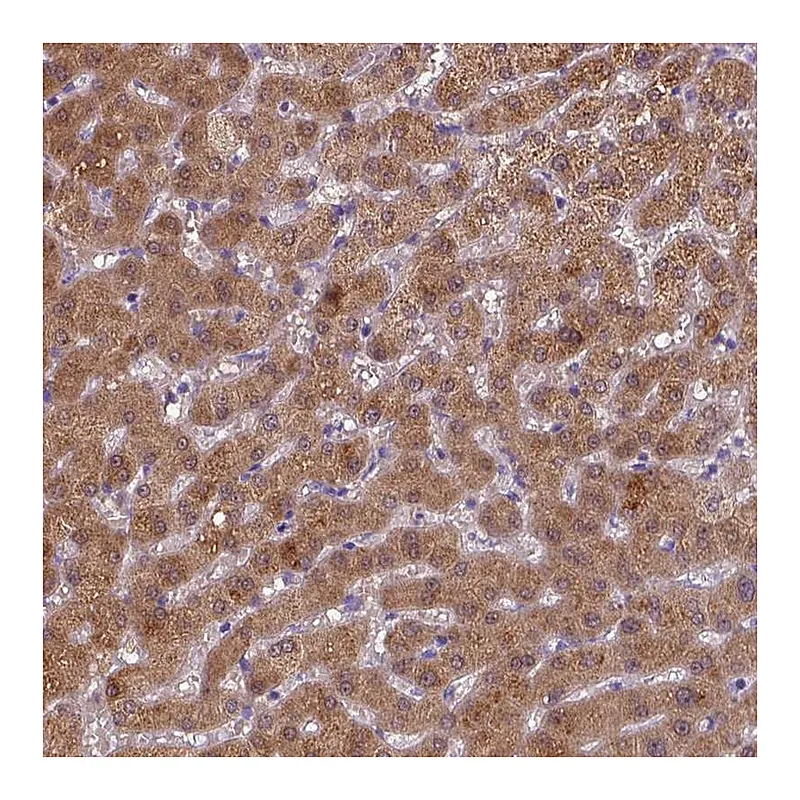 Atlas Antibodies Anti-BAAT Antibody