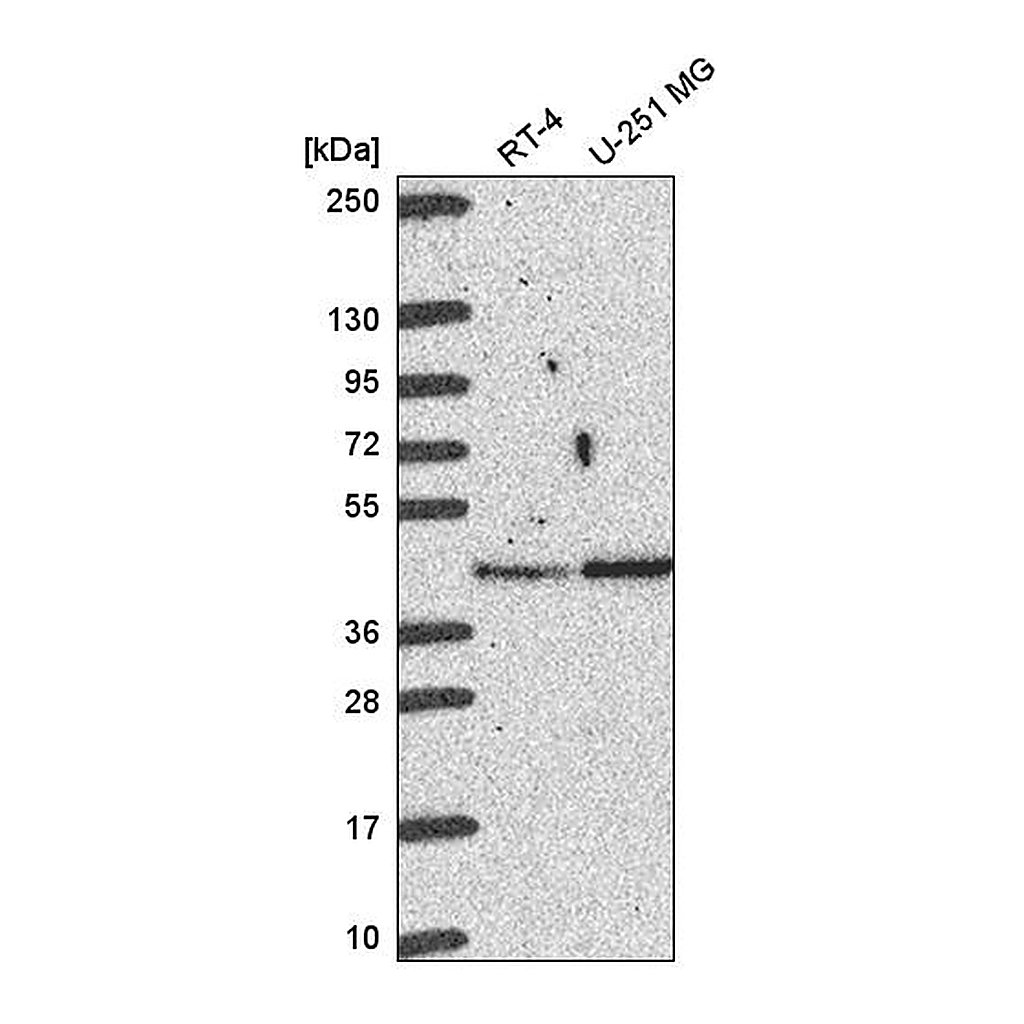 Atlas Antibodies Anti-BABAM1 Antibody