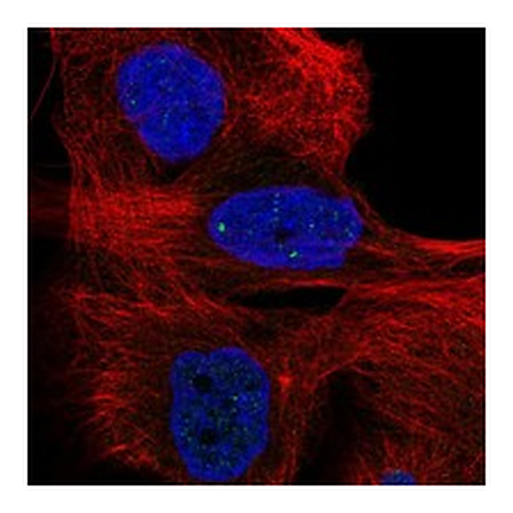 Atlas Antibodies Anti-BABAM1 Antibody