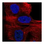 Atlas Antibodies Anti-BABAM1 Antibody