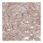Atlas Antibodies Anti-BACE2 Antibody