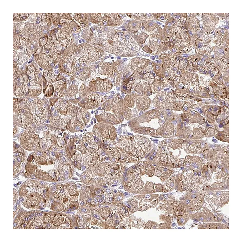 Atlas Antibodies Anti-BACE2 Antibody