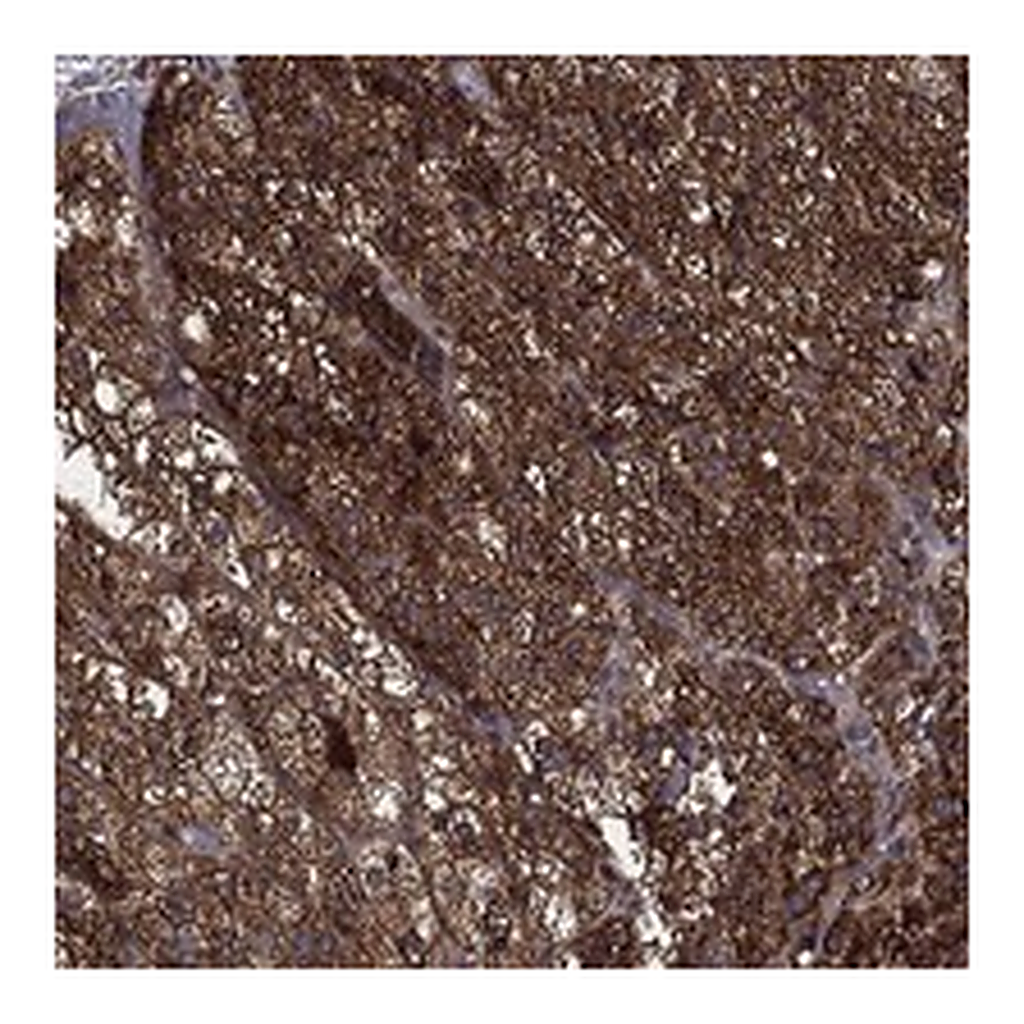 Atlas Antibodies Anti-BABAM2 Antibody