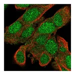 Atlas Antibodies Anti-BACH2 Antibody