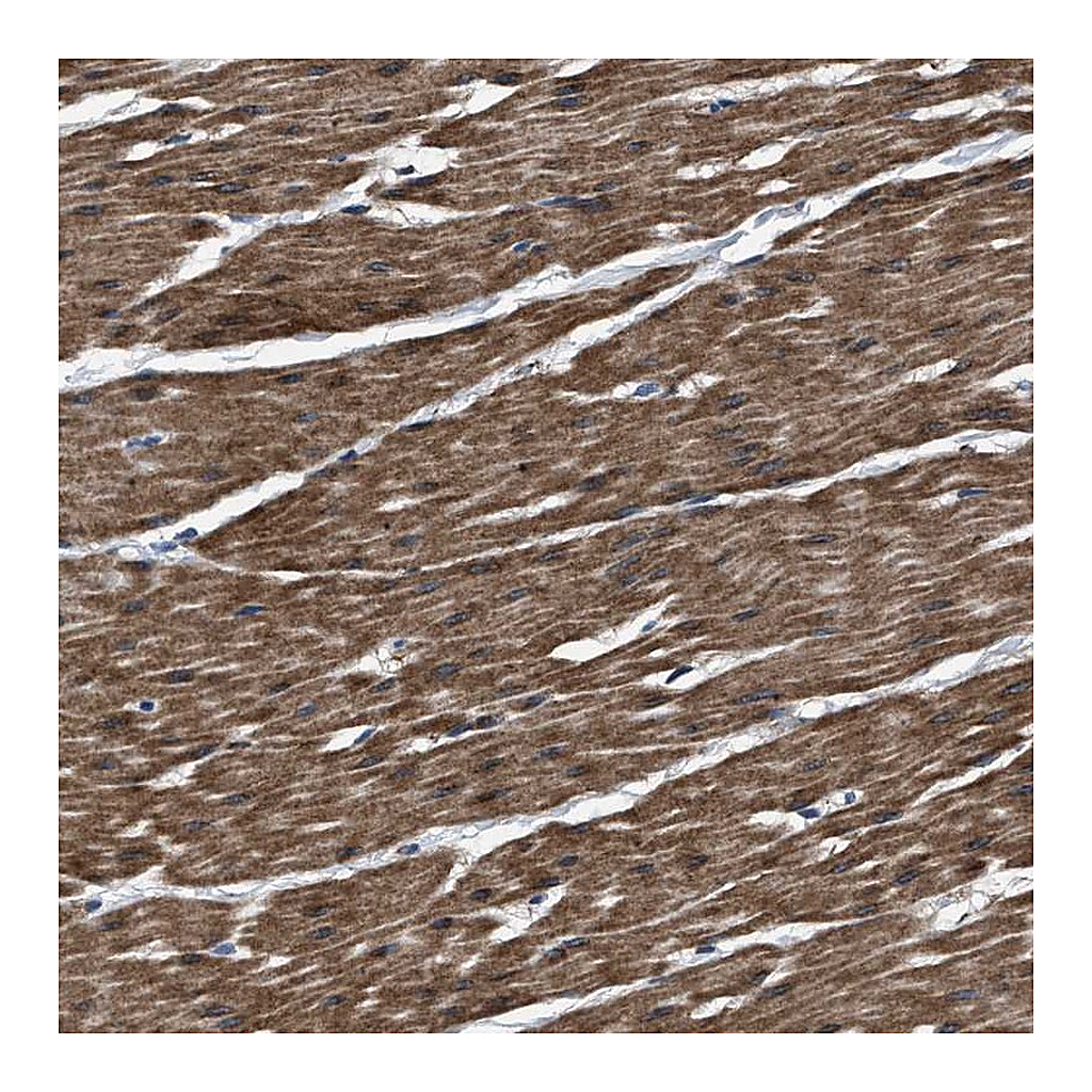Atlas Antibodies Anti-BAG2 Antibody