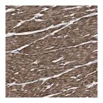 Atlas Antibodies Anti-BAG2 Antibody