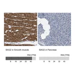 Atlas Antibodies Anti-BAG2 Antibody
