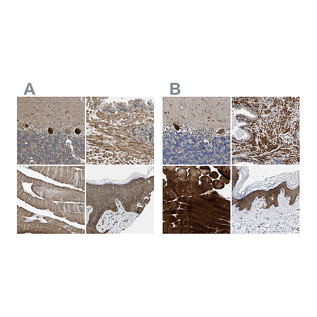 Atlas Antibodies Anti-BAG3 Antibody