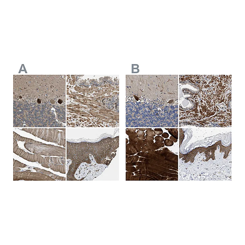Atlas Antibodies Anti-BAG3 Antibody
