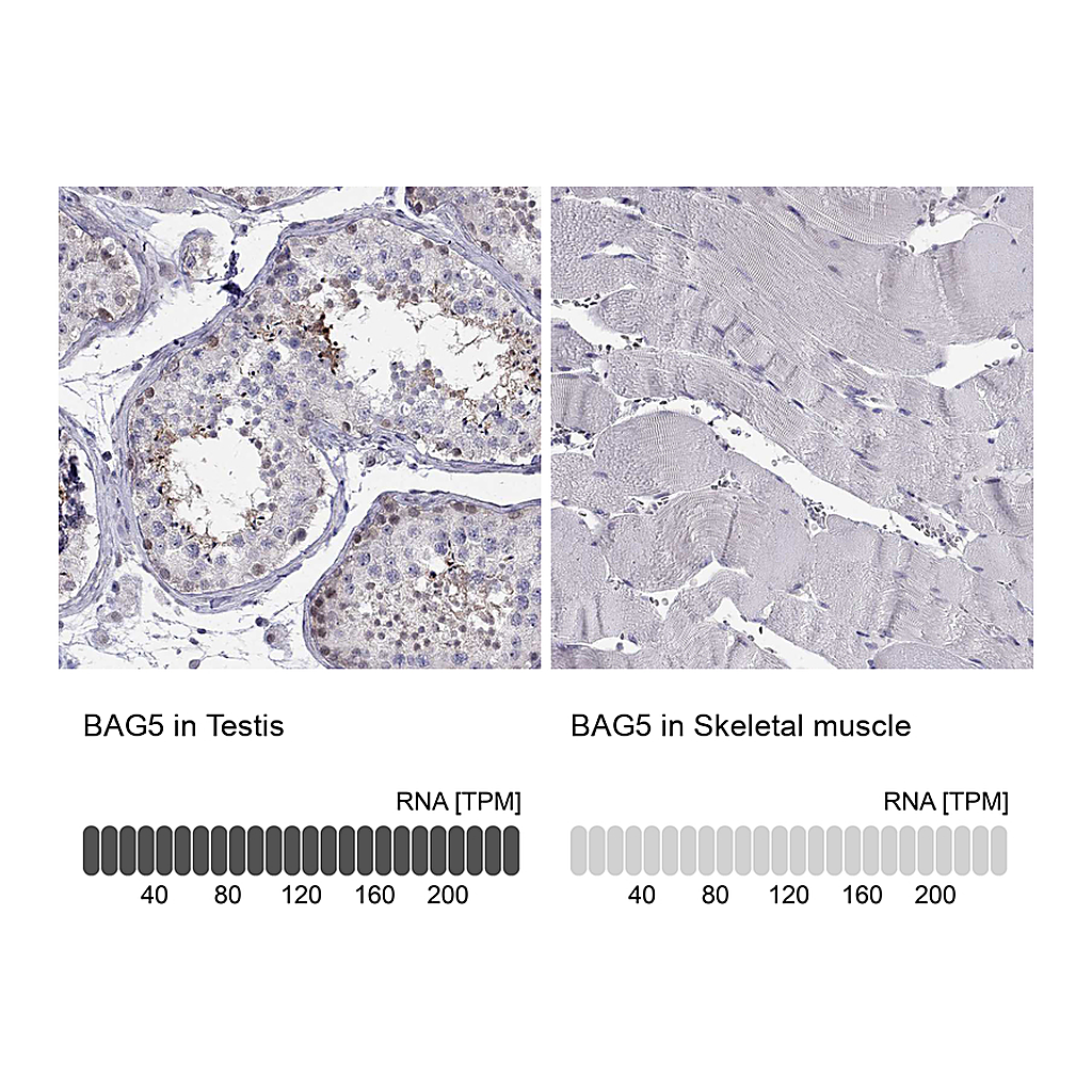 Atlas Antibodies Anti-BAG5 Antibody