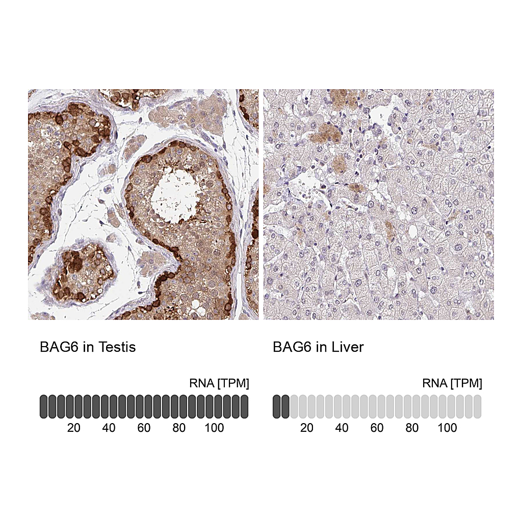 Atlas Antibodies Anti-BAG6 Antibody
