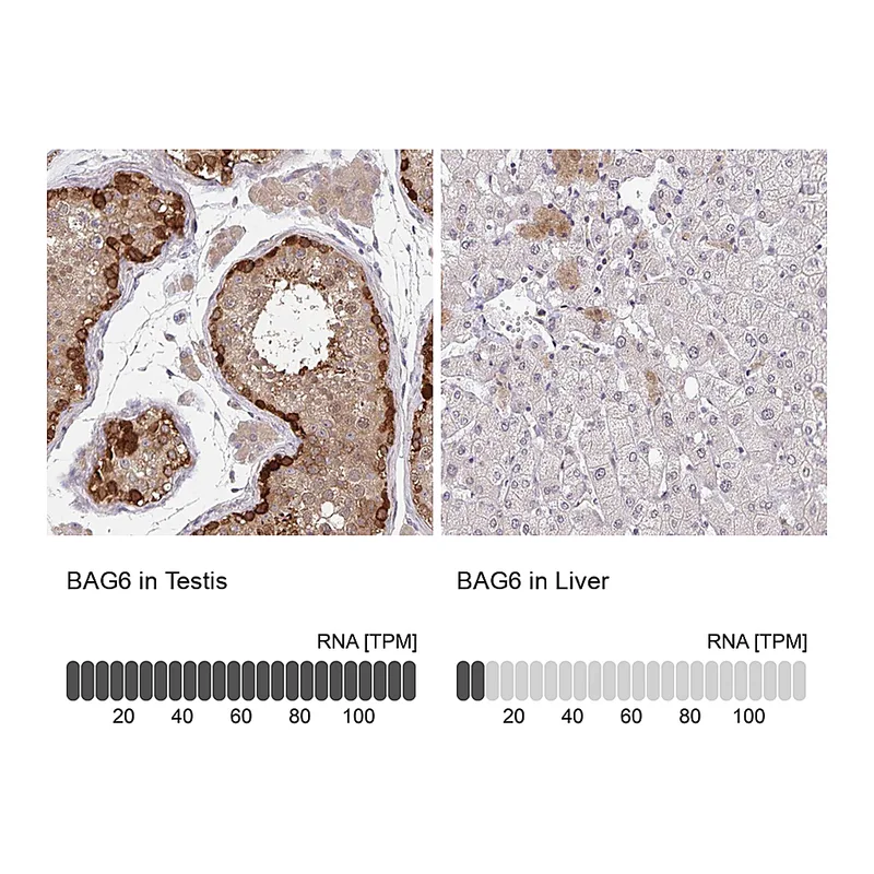 Atlas Antibodies Anti-BAG6 Antibody