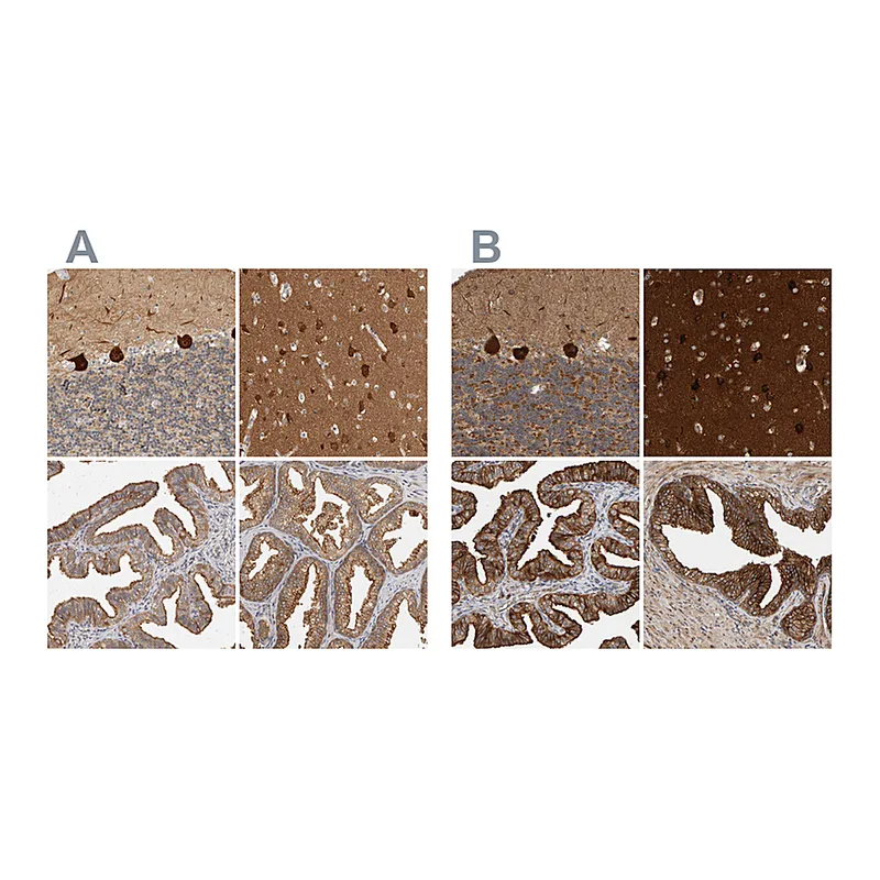 Atlas Antibodies Anti-BAIAP2 Antibody