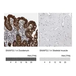 Atlas Antibodies Anti-BAIAP2L1 Antibody