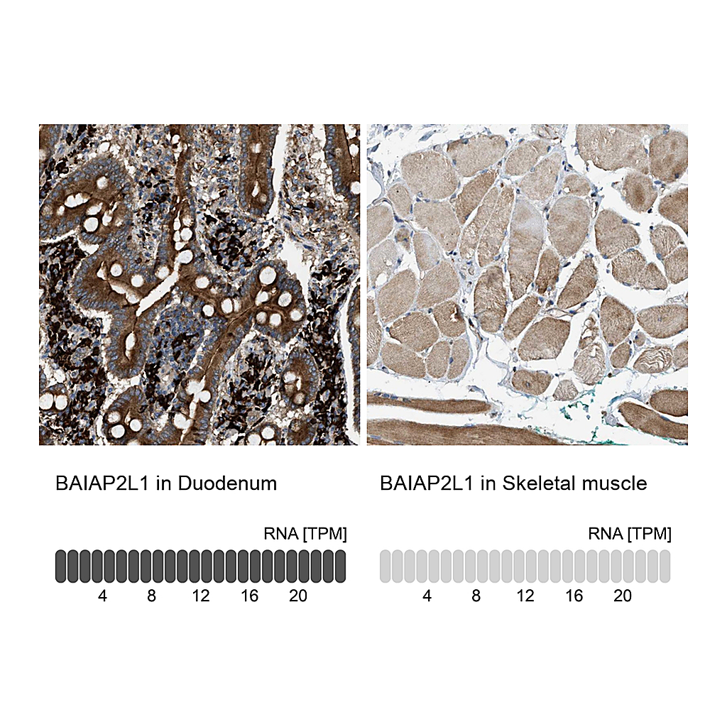 Atlas Antibodies Anti-BAIAP2L1 Antibody