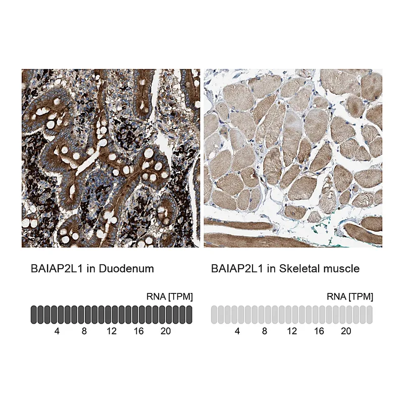 Atlas Antibodies Anti-BAIAP2L1 Antibody