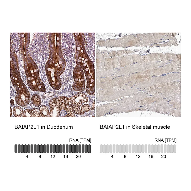 Atlas Antibodies Anti-BAIAP2L1 Antibody