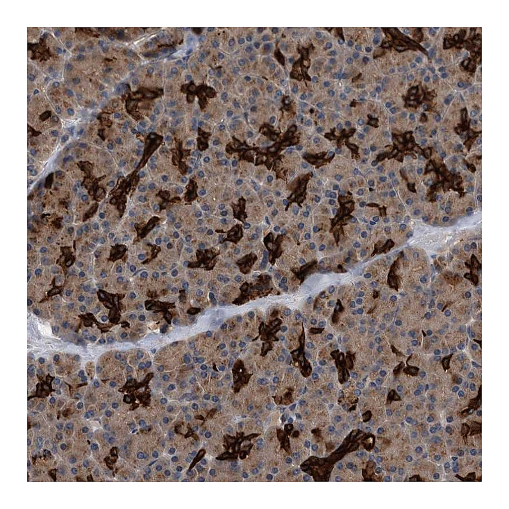 Atlas Antibodies Anti-BAIAP3 Antibody