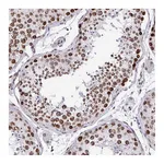 Atlas Antibodies Anti-BANF1 Antibody