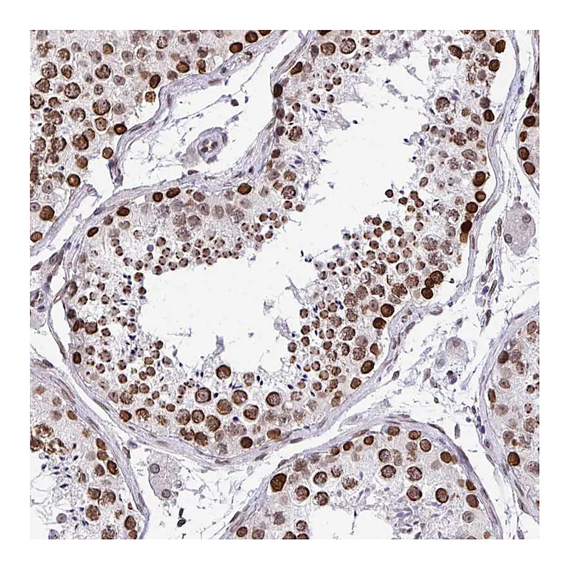 Atlas Antibodies Anti-BANF1 Antibody