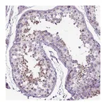 Atlas Antibodies Anti-BANF2 Antibody