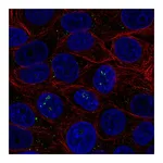 Atlas Antibodies Anti-BAMBI Antibody