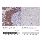 Atlas Antibodies Anti-BANK1 Antibody