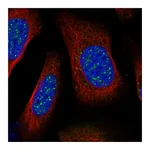 Atlas Antibodies Anti-BARD1 Antibody