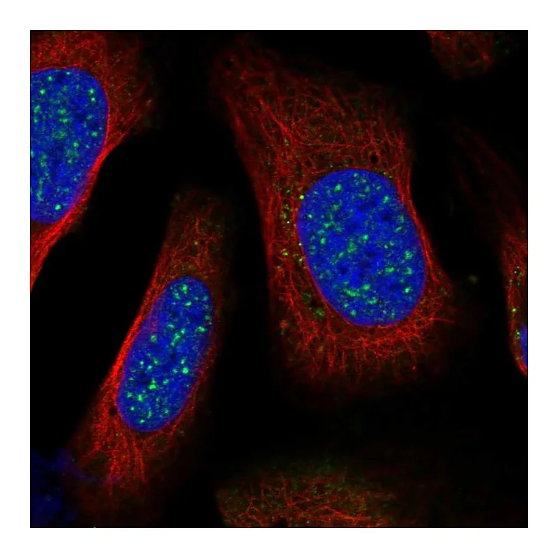 Atlas Antibodies Anti-BARD1 Antibody
