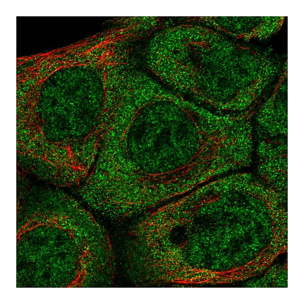 Atlas Antibodies Anti-BARX2 Antibody