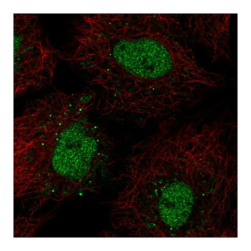 Atlas Antibodies Anti-BARX1 Antibody
