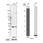 Atlas Antibodies Anti-BARX2 Antibody