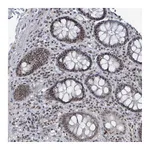 Atlas Antibodies Anti-BANP Antibody