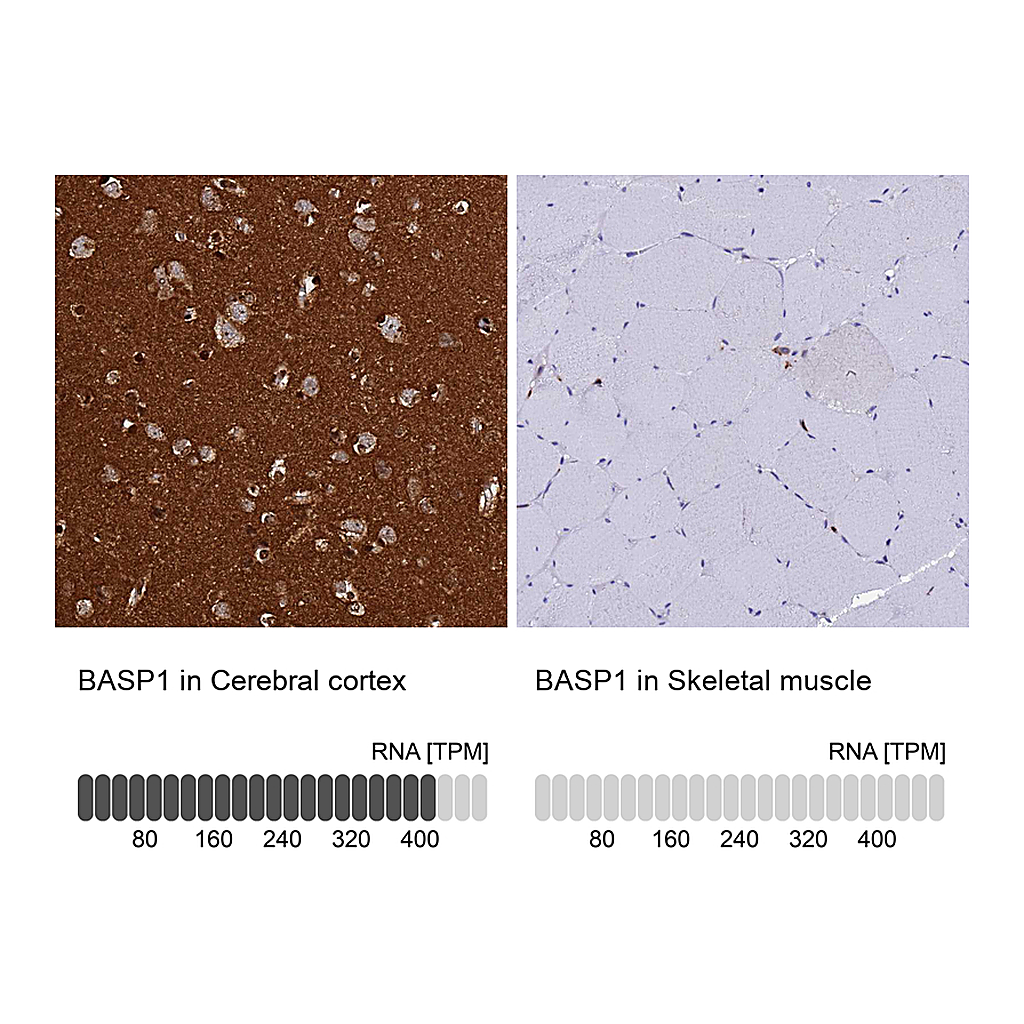 Atlas Antibodies Anti-BASP1 Antibody