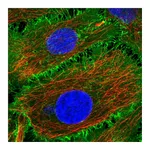 Atlas Antibodies Anti-BASP1 Antibody