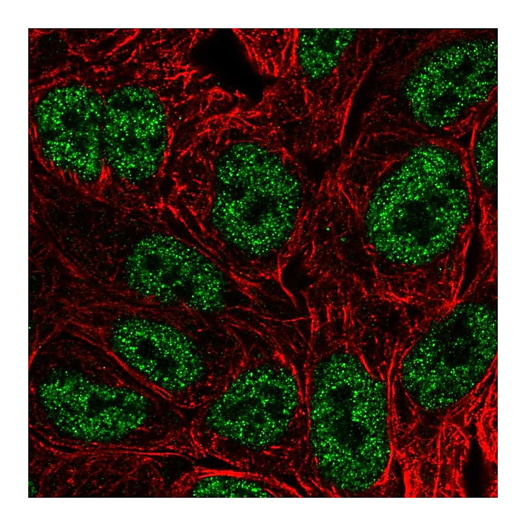 Atlas Antibodies Anti-BATF Antibody
