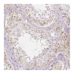 Atlas Antibodies Anti-BATF Antibody
