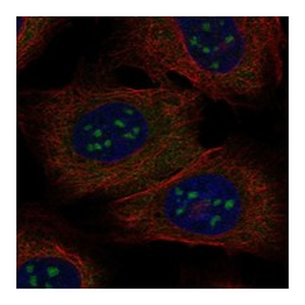 Atlas Antibodies Anti-BATF3 Antibody