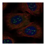 Atlas Antibodies Anti-BATF3 Antibody