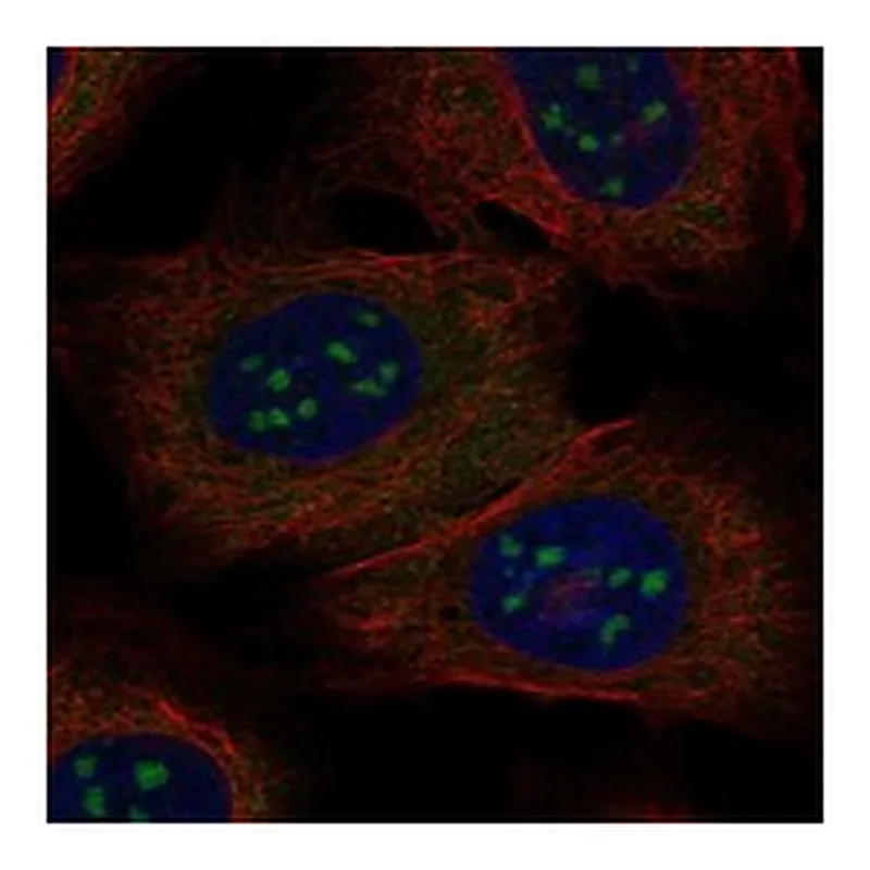 Atlas Antibodies Anti-BATF3 Antibody