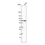 Atlas Antibodies Anti-BBOF1 Antibody