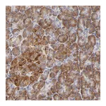 Atlas Antibodies Anti-BBOF1 Antibody