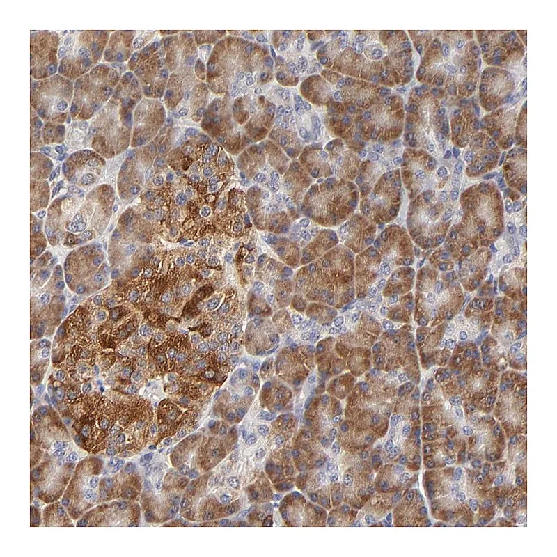 Atlas Antibodies Anti-BBOF1 Antibody